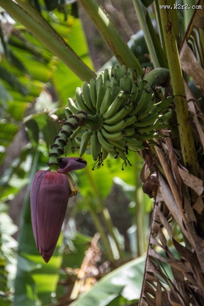 树上未采摘的香蕉图片