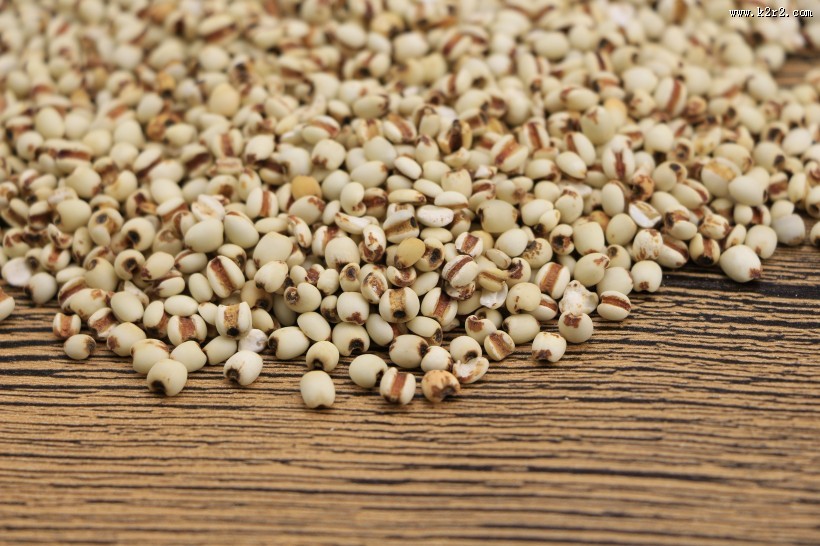 薏米薏仁图片大全