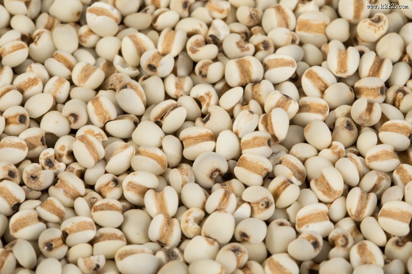 薏米薏仁图片大全