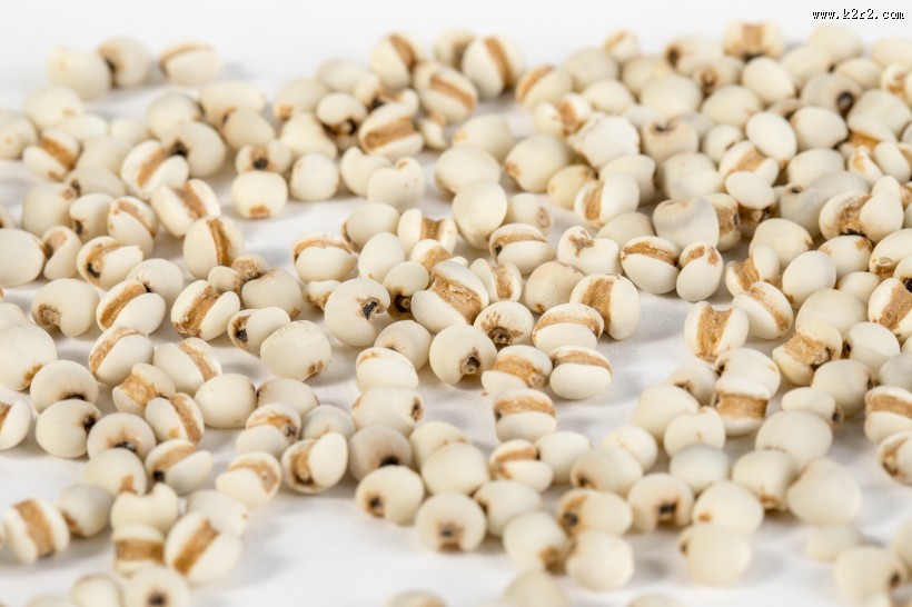 薏米薏仁图片大全
