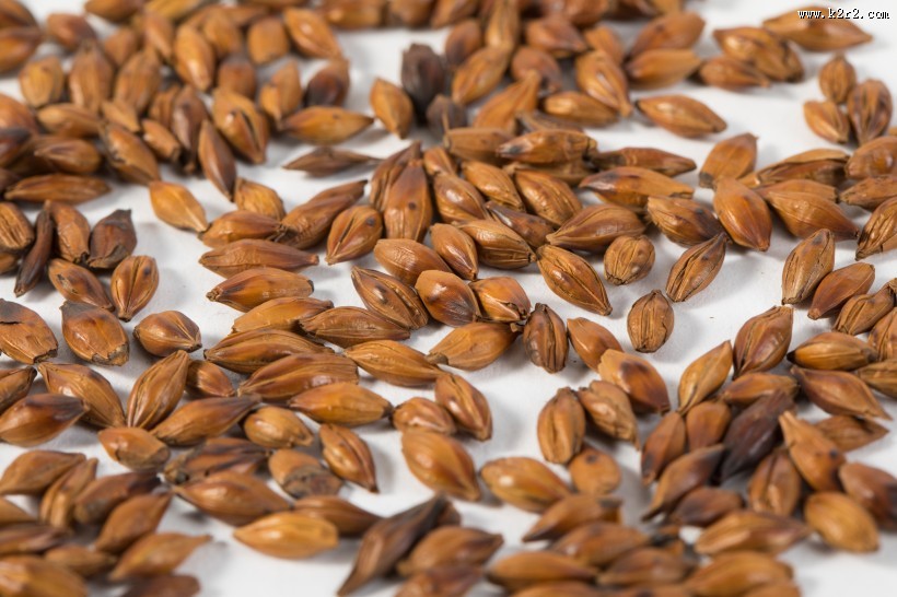 消渴除热的大麦茶图片