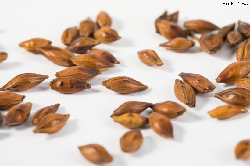 消渴除热的大麦茶图片