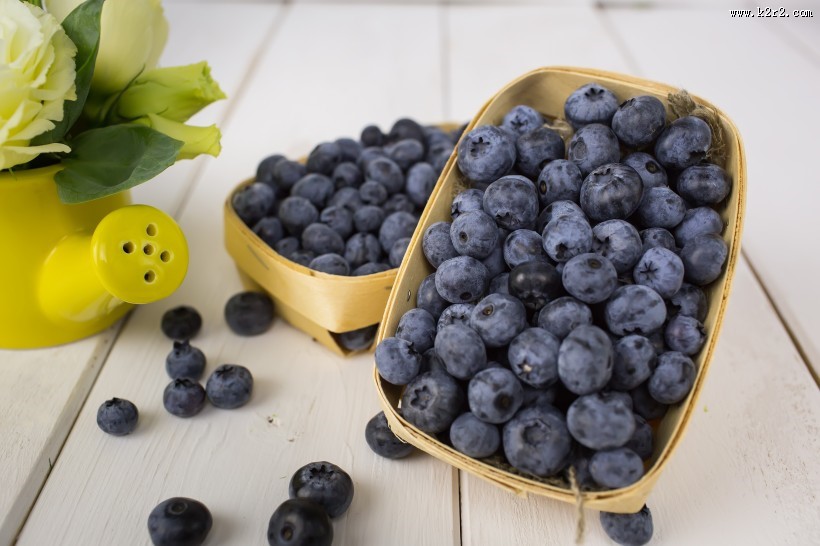 小巧的蓝莓图片大全