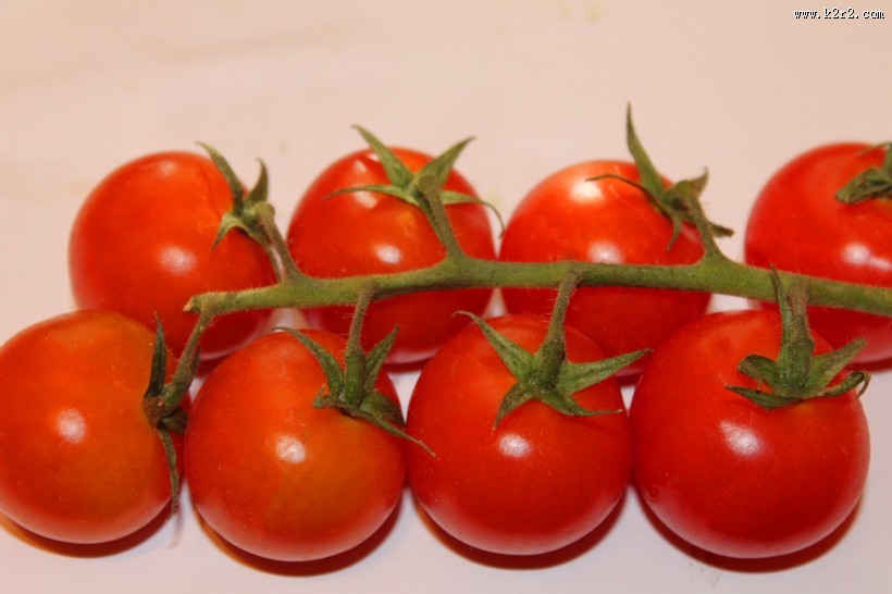 营养美味的番茄图片