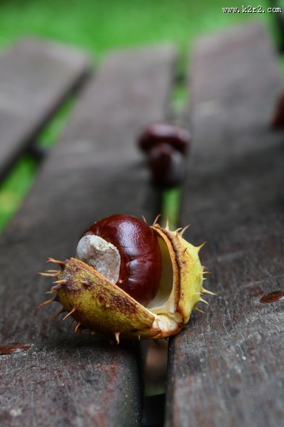 新鲜美味的板栗图片大全