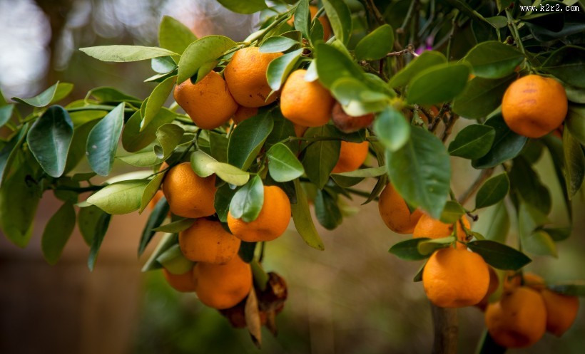 树枝上的橘子图片大全