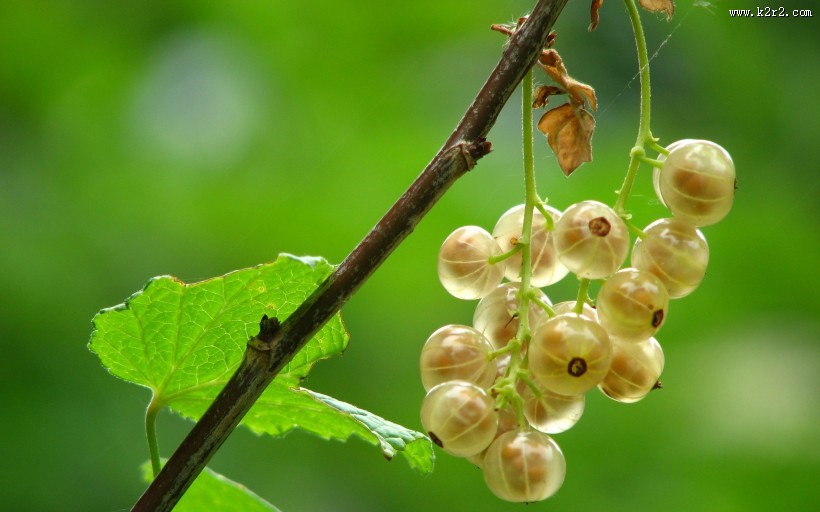 未成熟的醋栗图片