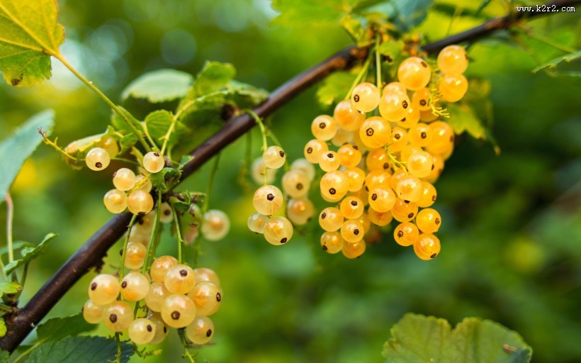 未成熟的醋栗图片