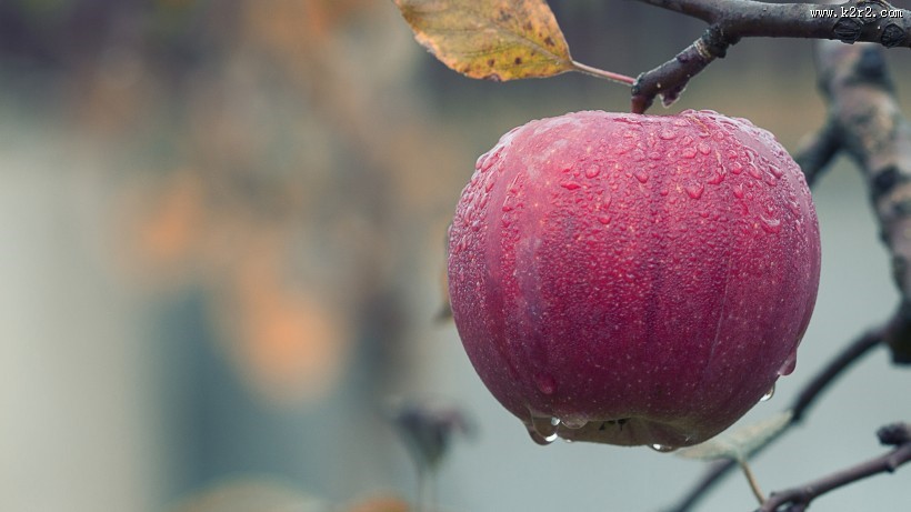 甜美的苹果图片