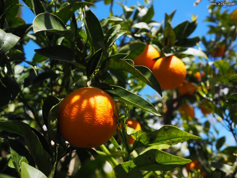 树枝上的橘子图片