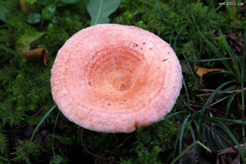 生长在地上的一只蘑菇图片