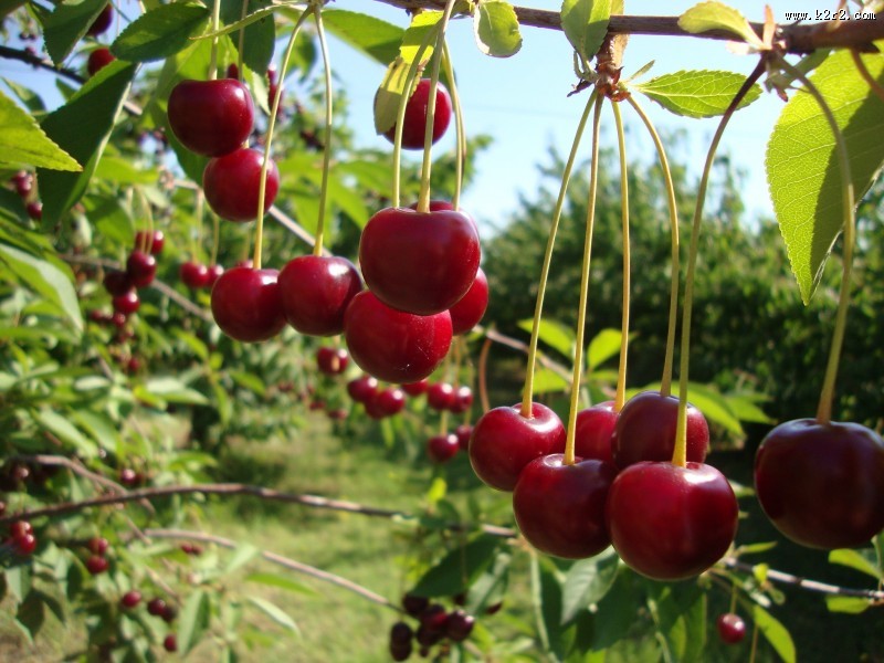 香甜的樱桃图片
