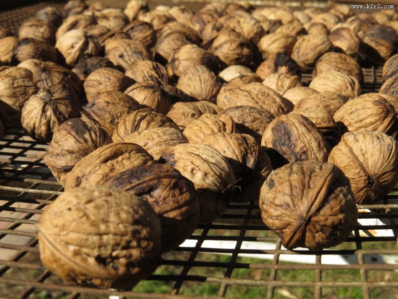 营养丰富的核桃图片大全