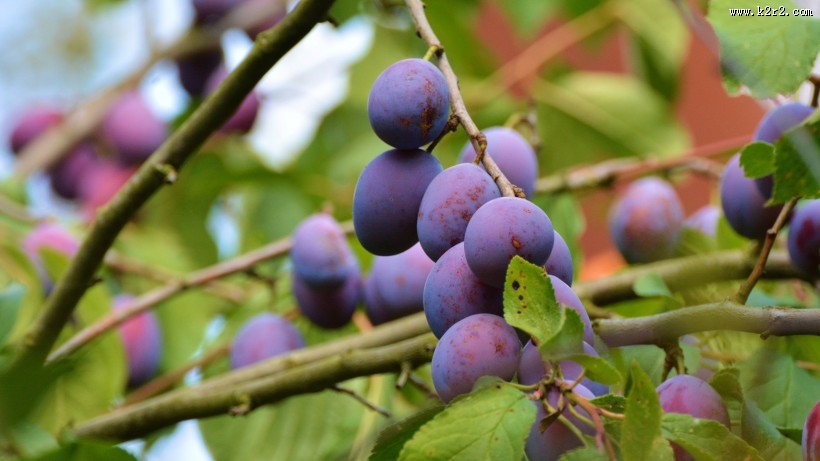 美味的西梅图片