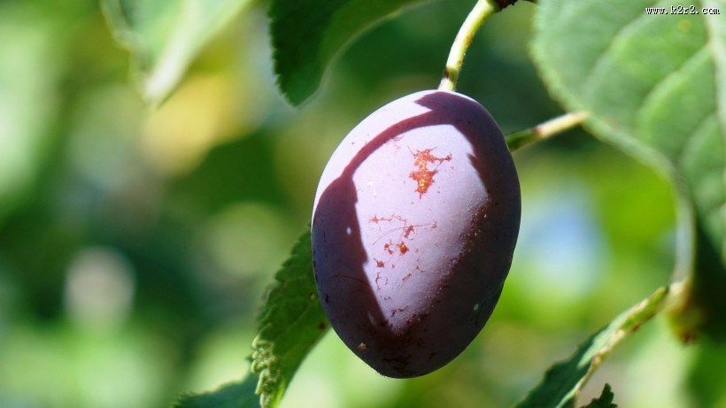 美味的西梅图片