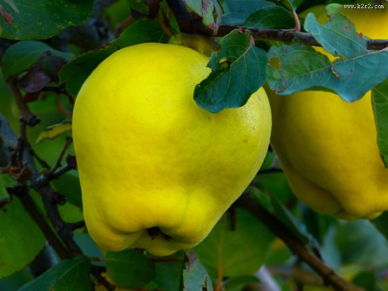 挂在树上新鲜的木瓜图片