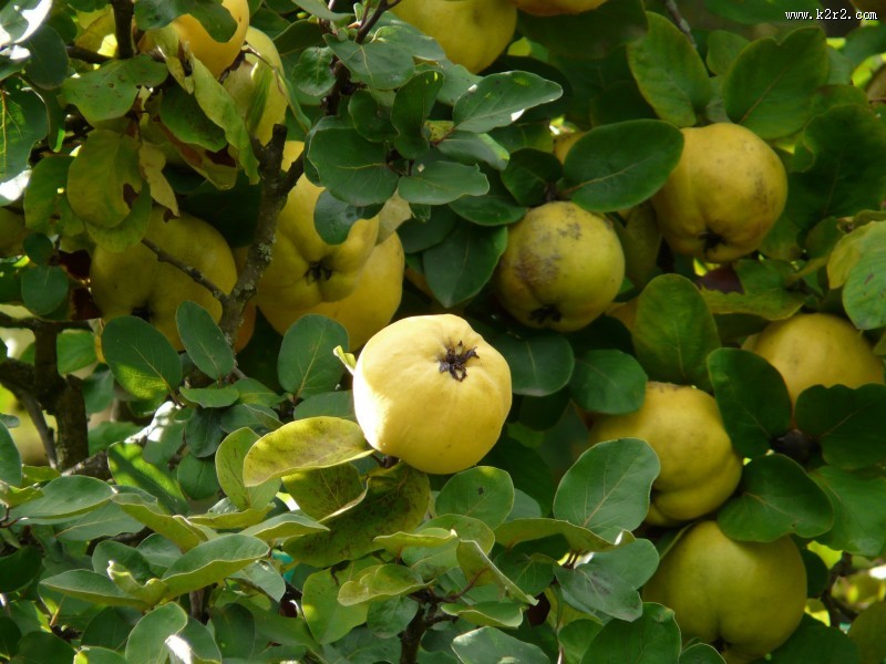 挂在树上新鲜的木瓜图片