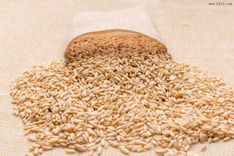 营养健康五谷杂粮燕麦图片