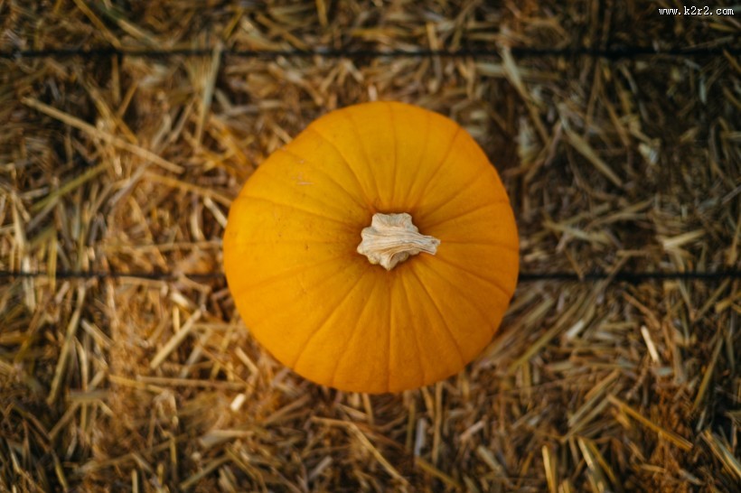 黄色的南瓜图片
