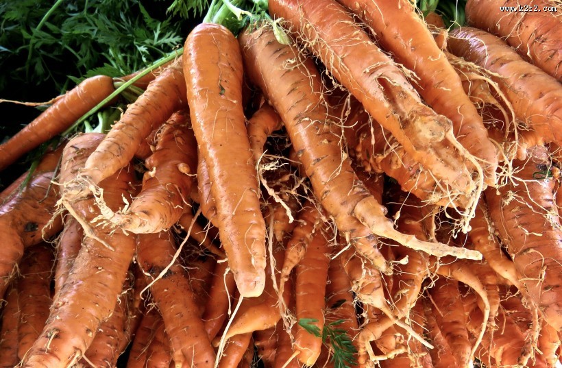 新鲜营养的胡萝卜图片大全