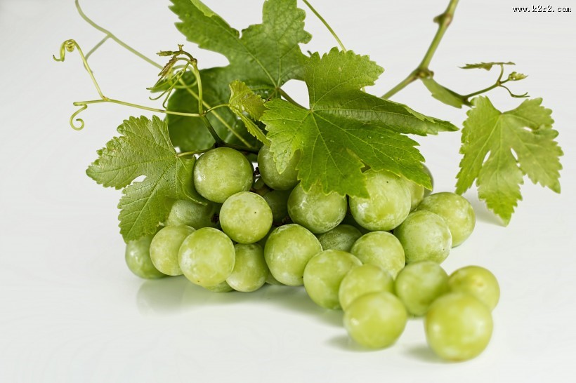 葡萄藤上好看的青葡萄图片