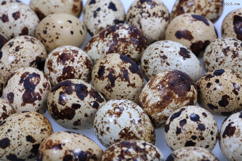 营养丰富的鹌鹑蛋图片大全