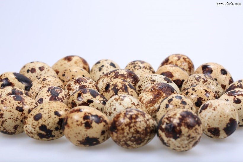 营养丰富的鹌鹑蛋图片大全