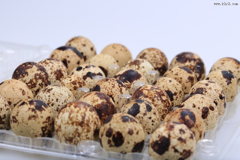 营养丰富的鹌鹑蛋图片大全