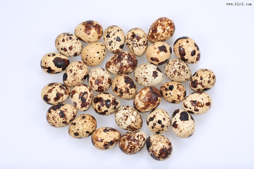 营养丰富的鹌鹑蛋图片大全