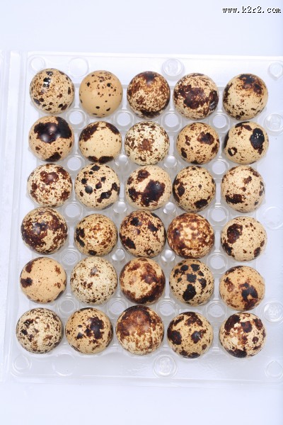 营养丰富的鹌鹑蛋图片大全