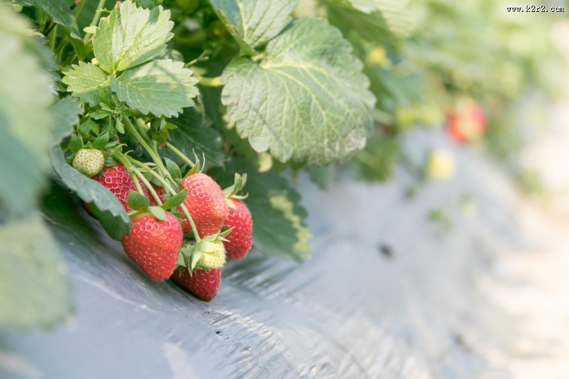 营养好吃的草莓图片