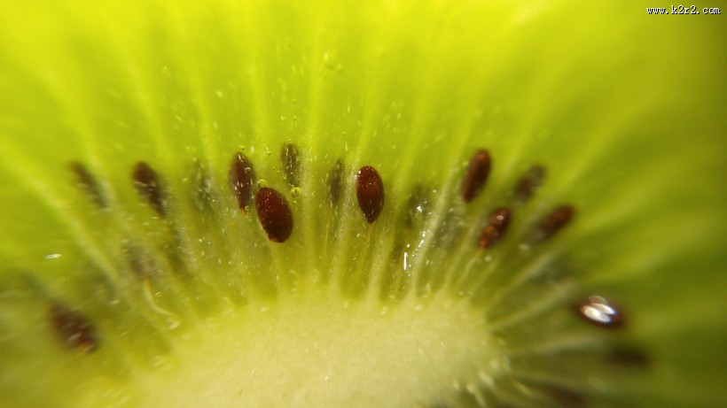猕猴桃特写图片大全