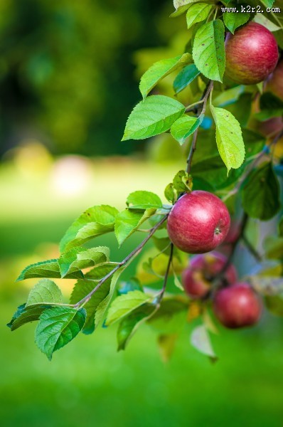 树上的红苹果图片