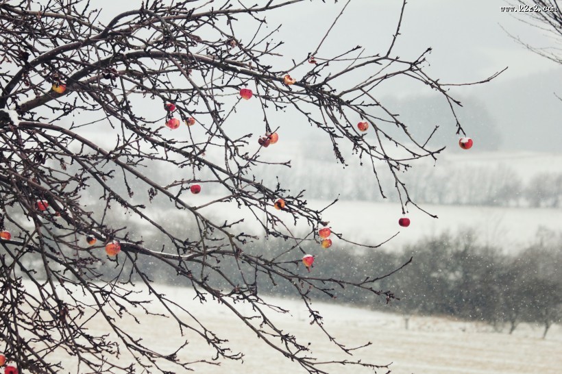 树上的红苹果图片