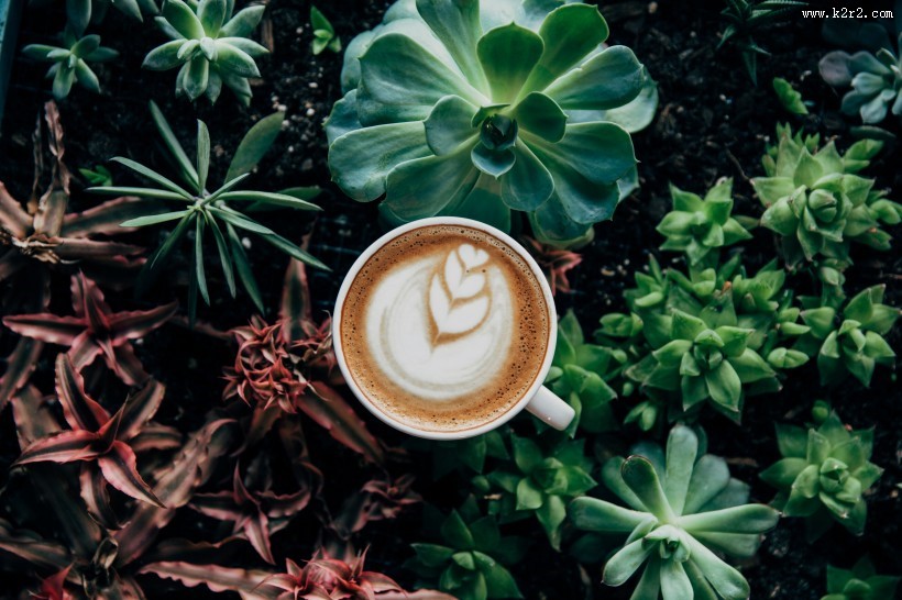漂亮的咖啡拉花图片