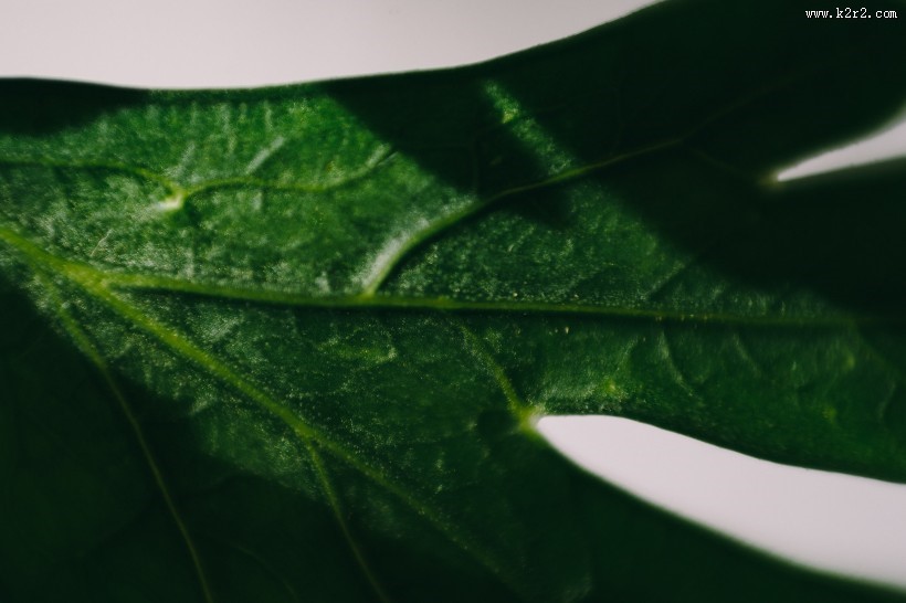 厨房的蔬菜特写图片