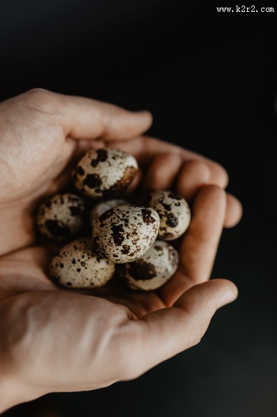 营养美味的鹌鹑蛋图片