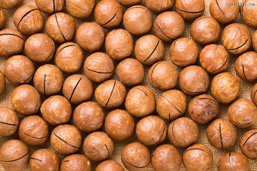 营养美味的夏威夷果图片