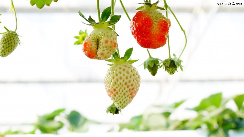 未成熟的草莓图片