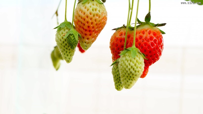 未成熟的草莓图片
