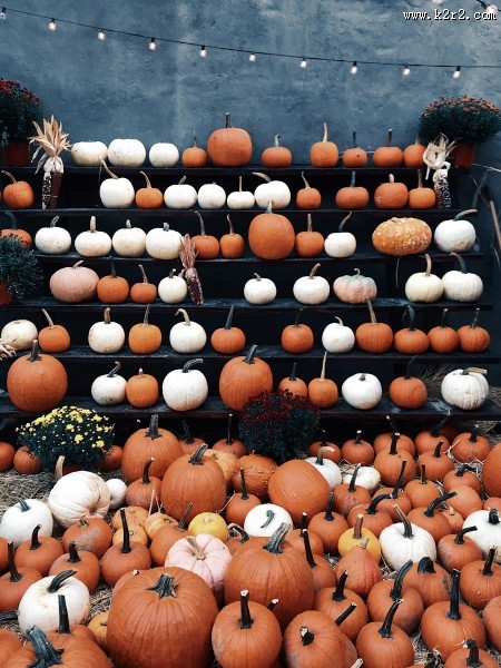 可口的南瓜图片