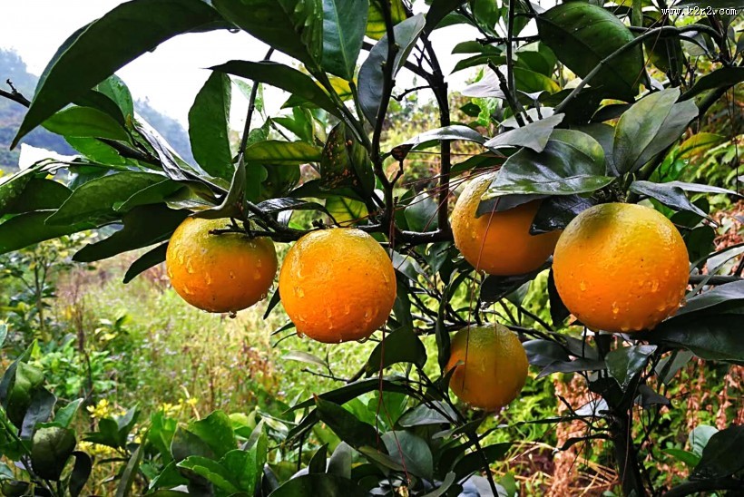 挂在枝头的赣南脐橙图片