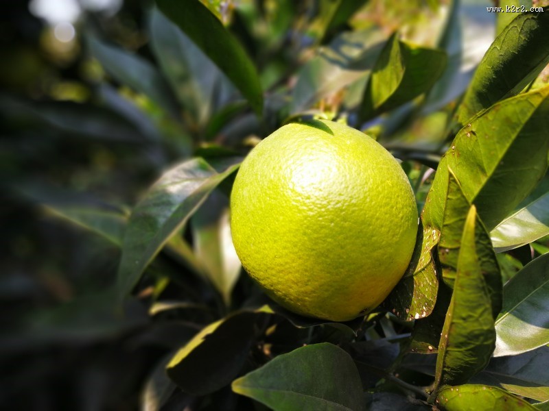 挂在枝头的赣南脐橙图片