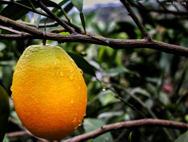 挂在枝头的赣南脐橙图片