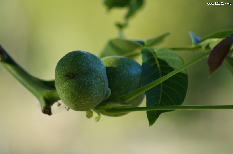 挂在枝头的绿色核桃图片