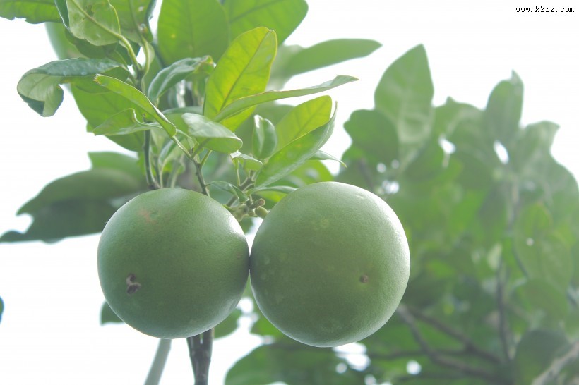 绿色未成熟的柚子图片