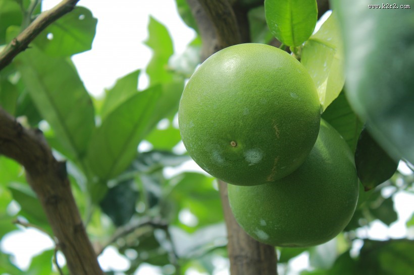 绿色未成熟的柚子图片