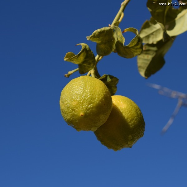 挂在枝头的柠檬图片