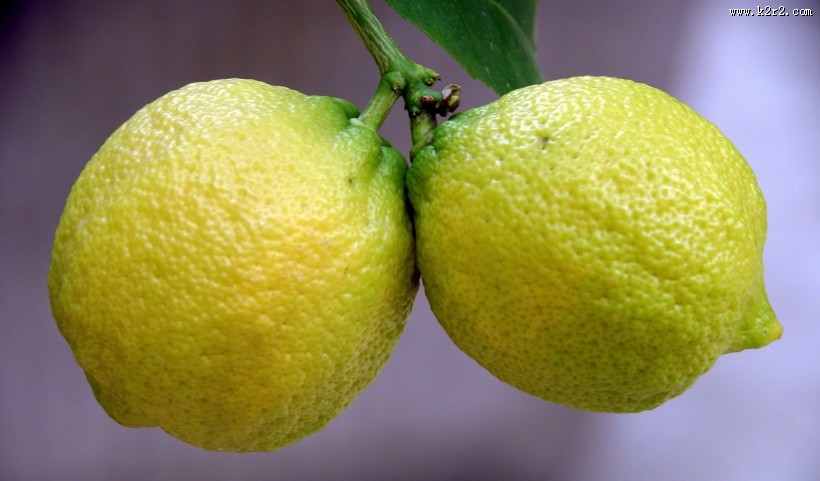 挂在枝头的柠檬图片
