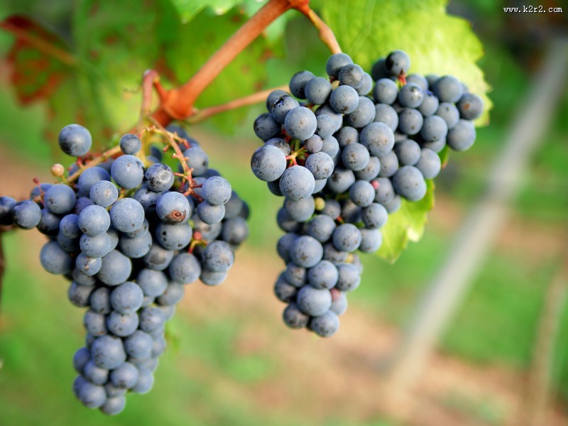 一串串成熟的葡萄图片